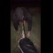 video thumb