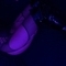 roxy&romano-prive-ontvangst-via-kinky-6894cadb96f0c8001370b51c
