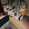 ana-escort-via-kinky-682792a54783f70013b0c2bc