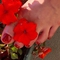 michelle-prive-ontvangst-via-kinky-60f31be3297eb761e2e9c200