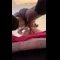 video thumb