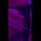 video thumb